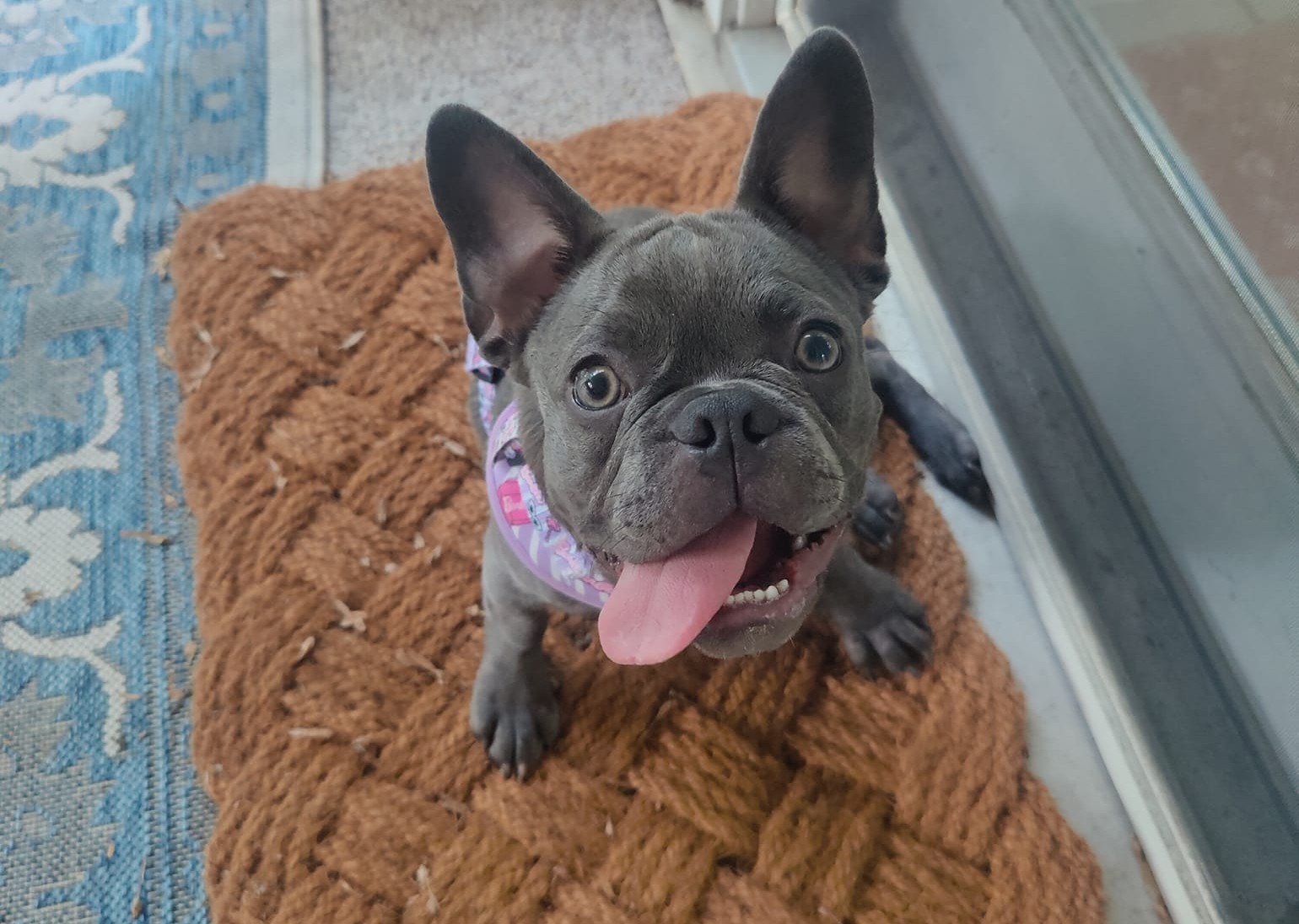 Happy dog with sitter